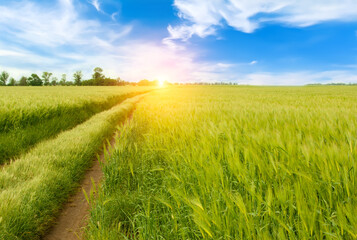 Beautiful summer landscape.