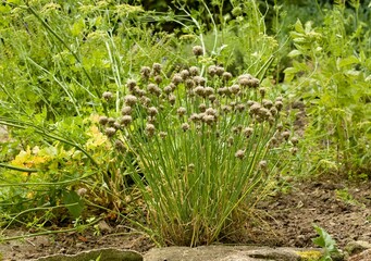 Permaculture garden with chives Allium schoenoprasum cultivated for seeds in the middle. Permaculture gardening combines different types of herbs and vegetable.