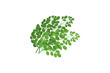 Flat vector Drumstick Leaves JPG