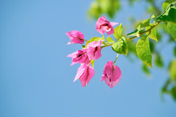 Beautiful bougainvillea flowers