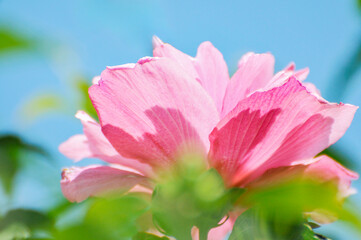 Fototapeta premium purple hibiscus flowers bloom on a green branch in the summer garden.