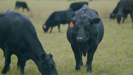 Black cow grazing on a grass field. Cows grazing livestock industry. Selective focus.