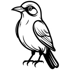 bird drawing, realistic hand drawing line art, pencil sketch, isolated