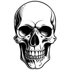 Drawing skull drawing, vintage line illustration, vector image