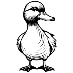 duck ink hand drawn line illustration, transparent background