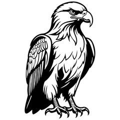 eagle hand drawn line illustration, transparent background