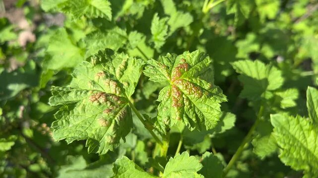 Currant disease. Galls of Redcurrant Blister Aphid or Cryptomyzus ribis on leaf of Redcurrant or Ribes rubrum. Close-up.