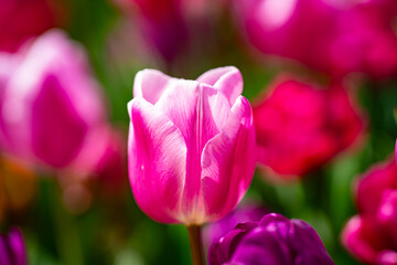 Fototapeta premium Red Tulip flower in tulip field at spring day. Colorful vivid pink tulips in the park. Spring landscape. Red tulip garden in spring. The Tulip. Beautiful bouquet of tulips in spring nature. Close up