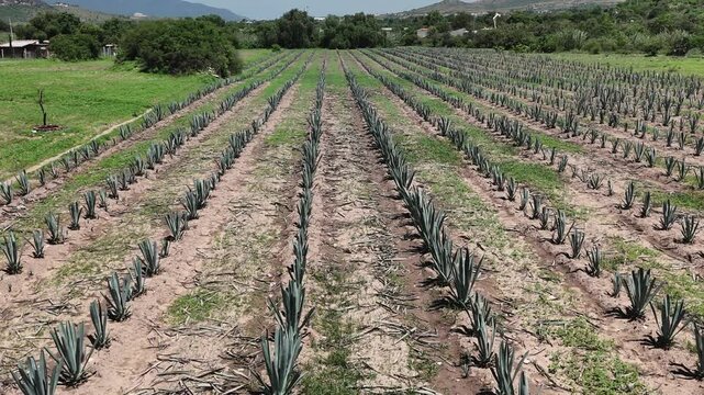 Aerial survey of agave cultivation in farmlands of Oaxaca, mezcal tradition