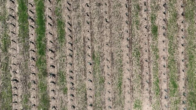 Scenic drone voyage over agave farms in rural Oaxaca