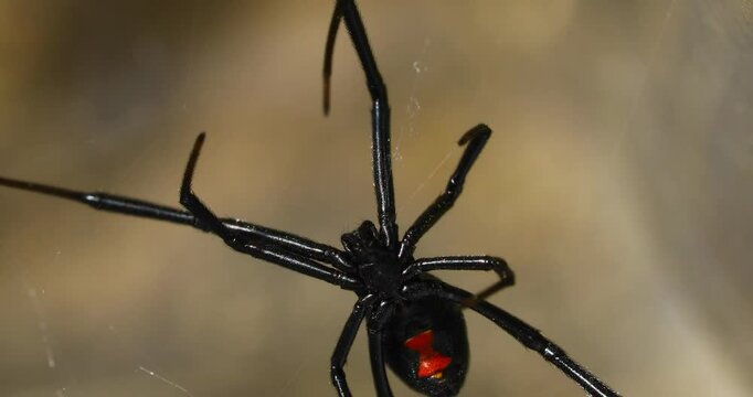 Static video of a Southern Black Widow Spider Latrodectus mactans in a web