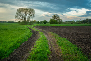 Dirt road next to a green meadow and a plowed field with black soil.