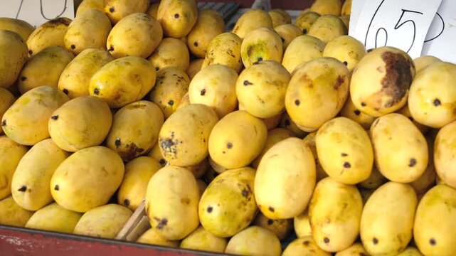 Naturally grown, ripe yellow Philippine mango, sweet and delicious, bursting with flavor, a tropical treat, ideal for healthy snacking and culinary delights