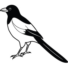 magpie Bird Vector for various uses 