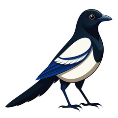 Magpie Bird Color Vector for various uses