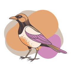 Magpie Bird Color Vector for various uses