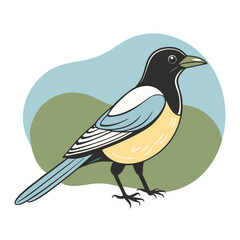 Obraz premium Magpie Bird Color Vector for various uses