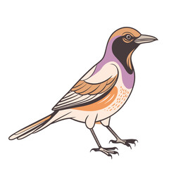 Magpie Bird Color Vector for various uses