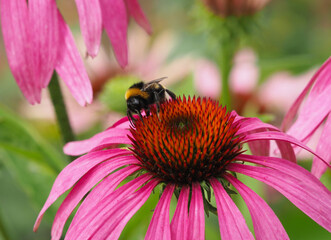 Hummel sammelt Pollen auf rotem Sonnenhut