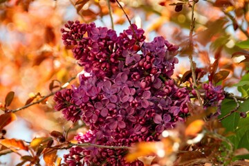 lilac blossoms in spring in the city Munich