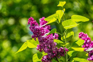 lilac blossoms in spring in the city Munich