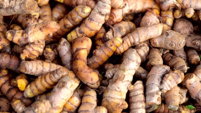 A display of Turmeric root, vibrant orange-yellow, prized for its earthy flavor and medicinal properties in 4K video.