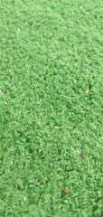 green grass background