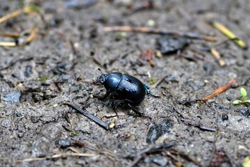 Żuk leśny (Anoplotrupes stercorosus) na błotnistej drodze