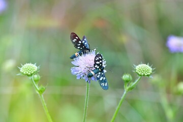 Motyle oblaczki granatek (Amata phegea) na kwiatku świerzbnicy polnej  (Knautia arvensis) © Lancan