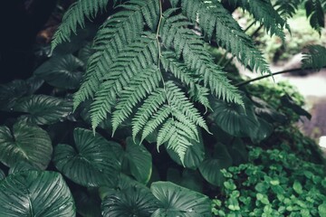Beautiful of green tropical leaves