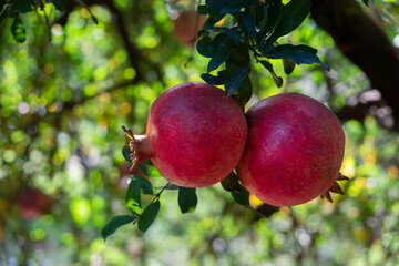 Close up shot of ripe red pomegranates growing on a tree branch. Mediterranean local produce farm. Copy space for text, background.