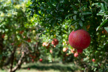 Close up shot of ripe red pomegranates growing on a tree branch. Mediterranean local produce farm. Copy space for text, background.