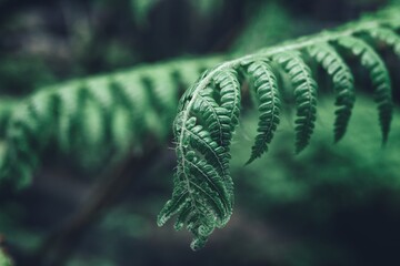 Beautiful of green tropical leaves