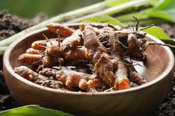 Raw Turmeric harvest from agricultural farming 
leaf and stem of turmeric plant
