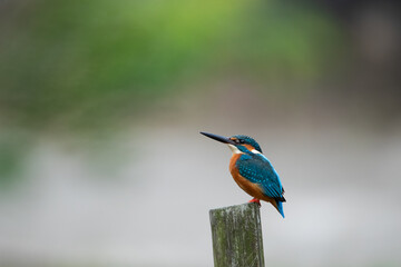Common Kingfisher