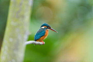 Common Kingfisher