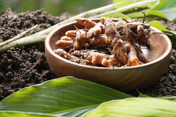 Raw Turmeric harvest from agricultural farming 
leaf and stem of turmeric plant
