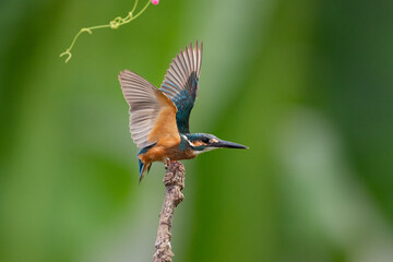 Common Kingfisher