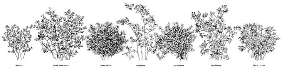 Set of hand drawn berry bushes