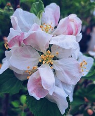Beautiful orchid white and pink
