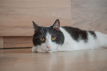 cat