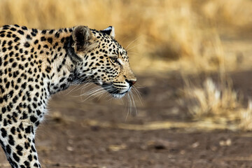 Spotted Whiskers
