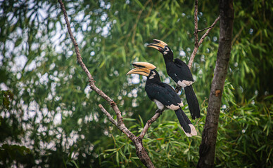 Hornbill couple perched on a tree in Kui Buri National Park, Thailand.