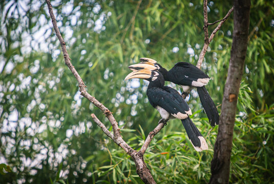 Hornbill couple perched on a tree in Kui Buri National Park, Thailand.