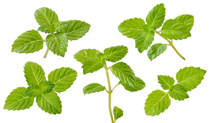 Mesona chinensis leaves for grass jelly on white background.