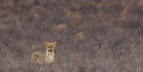 Nervous young adolescent lioness in the arid kalahari savannah