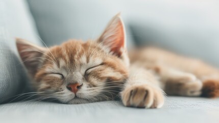 A close-up of a cute ginger kitten sleeping peacefully on a blue couch, capturing the essence of relaxation and comfort.