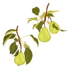 Raw green pear fruit on branch. Simple hand drawn vector isolated on white background.	