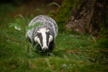 An unmistakable animal, the badger is large and grey, with a short, fluffy tail, black belly and paws, and a black-and-white striped face.  Badgers can eat several hundred earthworms a night!