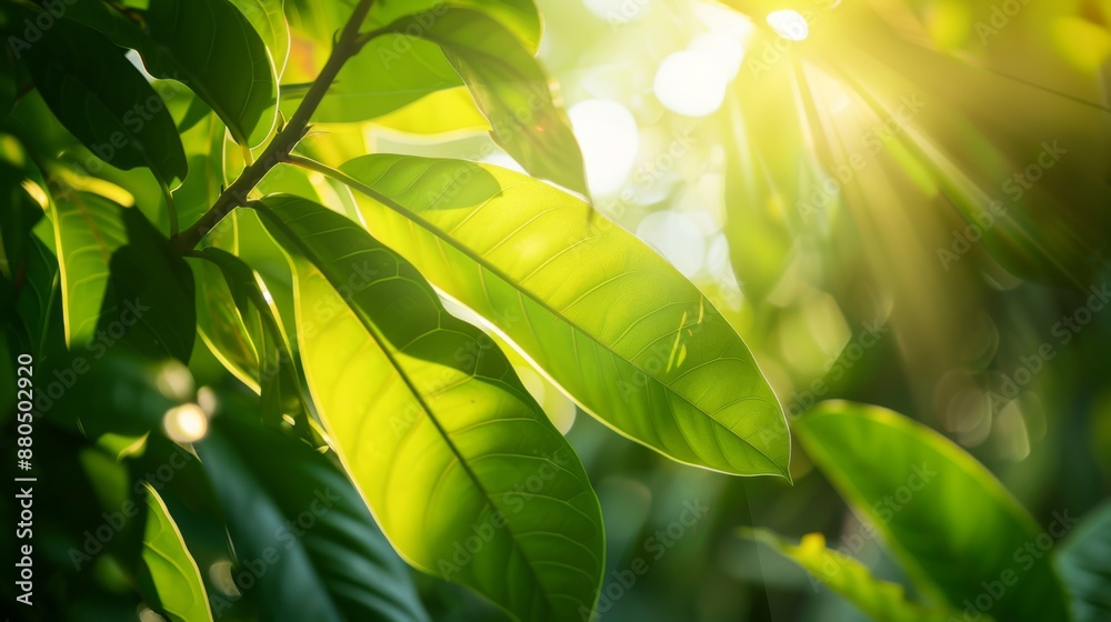 Poster a close-up of lush green leaves with sunlight filtering through.
